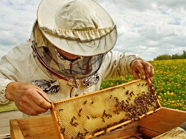 Beekeeper inspect bee hive